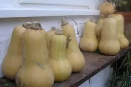 Home grown butternut squashes