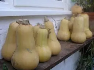 Home grown butternut squashes