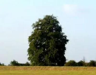 Turkey Oak on Cabbage Patch