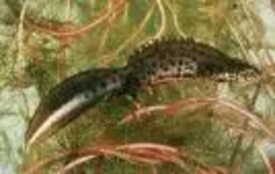 One of the four species of great crested newt