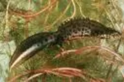 One of the four species of great crested newt