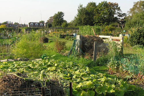 Alexandra allotment site