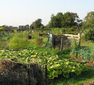 Alexandra allotment site